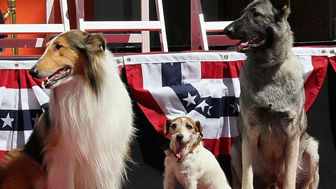 Three famous dog actors: Uggie, the dog from the film "The Artist",  Lassie and Rin Tin Tin.