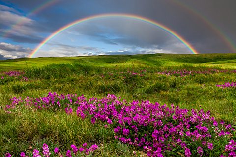 A photo of a full rainbow with a second rainbow over the top of it, over a field filled with grass and pink flowers.