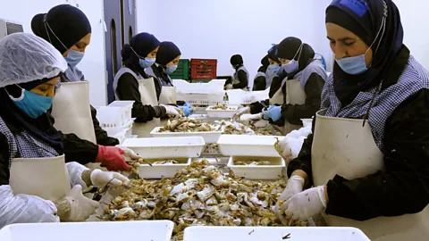 Aida Delpuech The blue crab has impacted the native ecosystem in Tunisian waters, and is now a dominant species (Credit: Aida Delpuech)