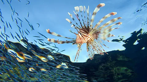 Alamy The lionfish is native to the Pacific Ocean, but this vigorous fish has become invasive in many parts of the world (Credit: Alamy)