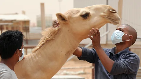 Getty Images Many coronaviruses that can infect humans, such as Mers, are in the beta genus (Credit: Getty Images)