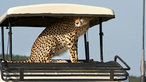 Alamy Back in the 1980s, Heeney identified a coronavirus that had jumped from domestic cats into cheetahs (Credit: Alamy)
