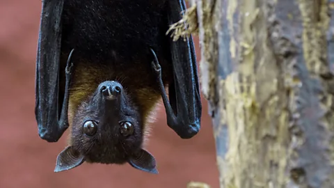 Getty Images There are currently seven coronaviruses known to infect humans, and many more have been identified in other animals such as bats (Credit: Getty Images)