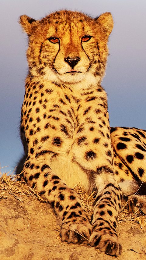 A cheetah