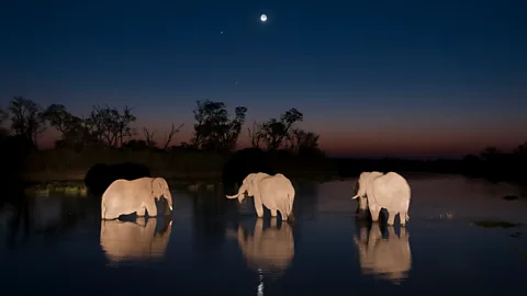 S Pitamitz/Getty The Okavango Delta in north west Botswana is a key crossing plain for the country's elephants, which migrate there to access water (Credit: S Pitamitz/Getty)