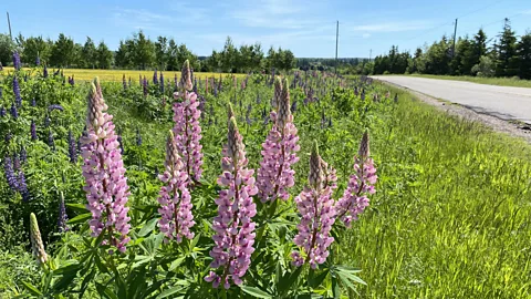 Carolyn B Heller Pink and purple lupins sway along Prince Edward Island's Highway 101 (Credit: Carolyn B Heller)