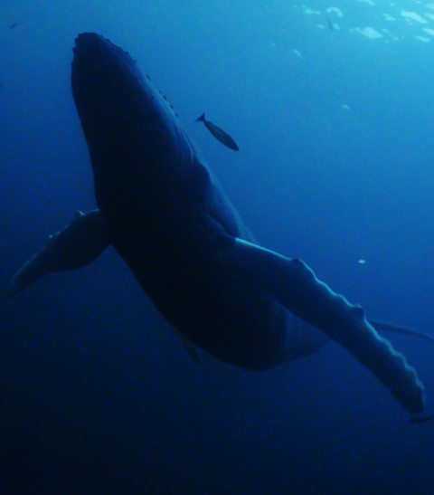 A humpback whale