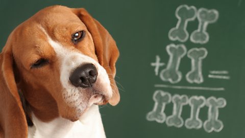 How would animals do at school?