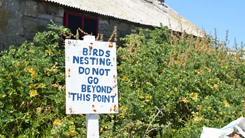 Daniel Stables Visitors are advised to keep clear of nesting sites and refrain from feeding or touching the local wildlife (Credit: Daniel Stables)