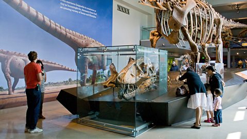 A museum with visitors looking at a dinosaur bones.