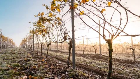 luza studios/Getty Images Just below the Arctic Circle in countries like Sweden, a new wine frontier is emerging (Credit: luza studios/Getty Images)