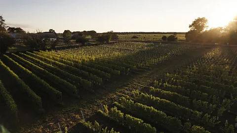 Joel Nilsson Långmyre Vineri vineyard is certified organic in Sweden under KRAV standards (Credit: Joel Nilsson)