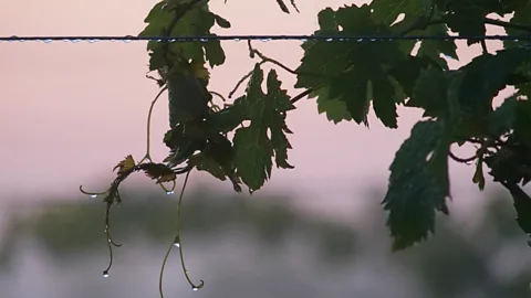 Joel Nilsson Winemakers like Serner and Guerra believe that hybrid grape varieties are the future of sustainable wine (Credit: Joel Nilsson)