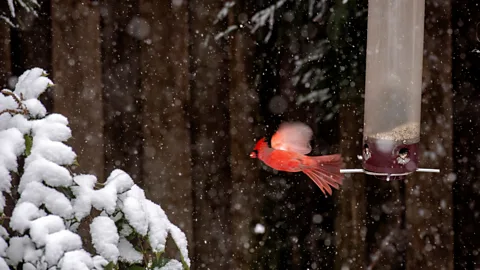 Getty Images Bird feeders can be helpful when natural food is scarce, such as during the winter or in cities (Credit: Getty Images)