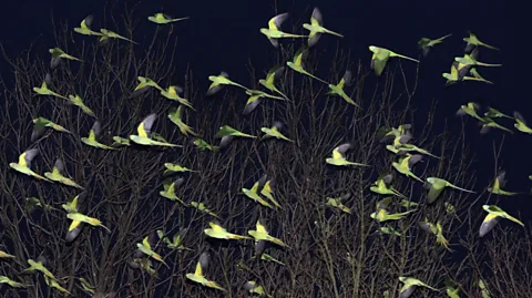 Getty Images Putting out food for birds can provide an unfair advantage for invasive, non-native species (Credit: Getty Images)