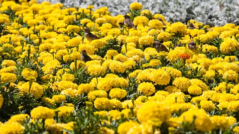 Alamy Plants that produce seeds or attract insects are particularly helpful for birds (Credit: Alamy)