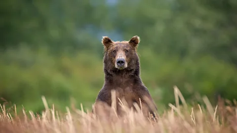Paul Souders/Getty Images Grizzly bear in wild (Credit: Paul Souders/Getty Images)