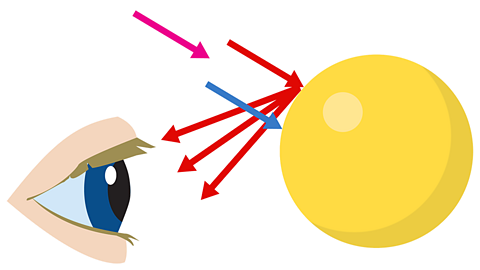 Red and blue light rays travelling towards a yellow surface.The red ray is reflected by the surface and the blue ray is reflected.  