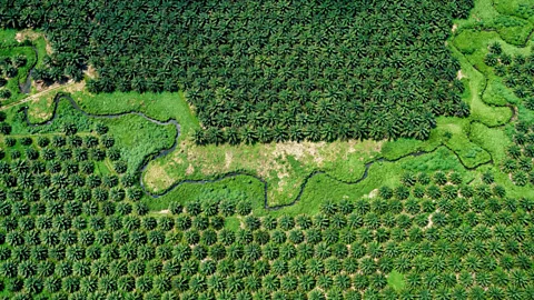 Alamy The first oil palm tree was planted in Malaysia in 1870. Today the plants cover around 5.9 million hectares (22,780 square miles) of land in the country (Credit: Alamy)