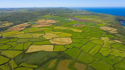 Alamy After the last Ice Age, Britain was cloaked in dense forest – the wildwood. But after thousands of years of settlement, today it covers just 13% of the land (Credit: Alamy)