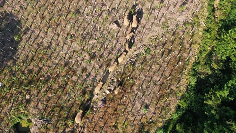 Getty Images The natural migrations of many animals are now impossible without wandering through human settlements or infrastructure (Credit: Getty Images)