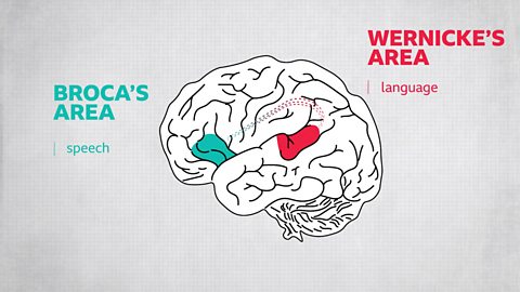 Diagram of a child's brain showing the location of Broca's area (at the front) and Wernicke's area (to the rear of centre) and the building connection between them.