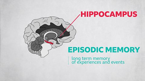 Diagram of a child's brain showing the hippocampus and a definition of episodic memory - 'long term memory of experiences and events'.