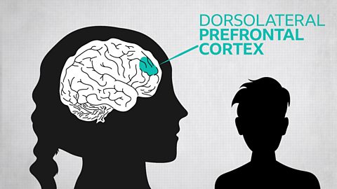 Illustration of a child's brain with the dorsolateral prefrontal cortex highlighted