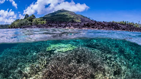 Alamy Some of the carbon in super-deep diamonds may be from ancient sea creatures, which were buried in oceanic plates that subsequently drifted down into the mantle (Credit: Alamy)