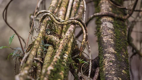 Alamy Living bridges become stronger over time as the tree's roots grow and fuse together (Credit: Alamy)