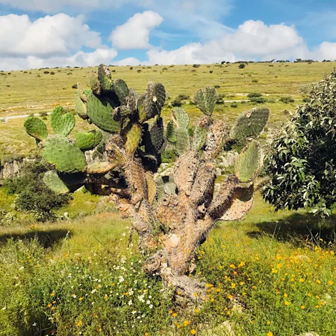 Lina Zeldovich Prickly pear juice was used as a natural glue – a centuries-old building method that's still used today by some indigenous people (Credit: Lina Zeldovich)