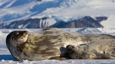 BBC One - Frozen Planet II - Innovation and true grit to film seals ...