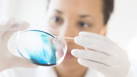 An image of a microbiologist inspecting a petri dish.