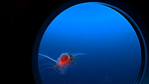 BBC's The Travel Show Dives to the Titanic wreck offer a rare chance to study the deep ocean environment (Credit: BBC's The Travel Show)