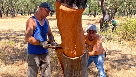 Alastair Leithead The bark is cut from cork oaks in planks using axes every nine years, but it can take 25 years before a tree is mature enough to be harvested (Credit: Alastair Leithead)