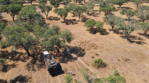 Alastair Leithead The montado landscape in Portugal and Spain has been maintained by careful management over the centuries and supports endangered species such as lynx (Credit: Alastair Leithead)