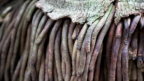 Alamy The roots of a palm tree (Credit: Alamy)