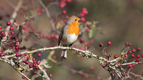BBC Two - Autumnwatch - Available now