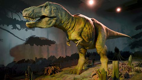 T-rex may have used small arms for mating, discovery of Meraxes