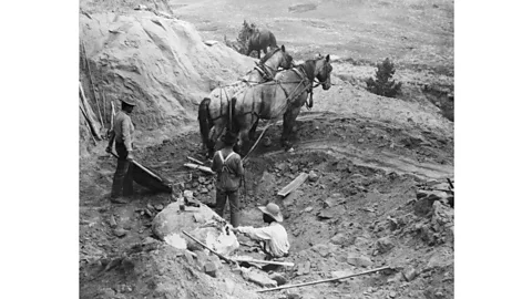 Getty Images In the early 20th Century, collecting large fossils was a logistical minefield, often involving inaccessible locations, heavy lifting and horse-drawn wagons (Credit: Getty Images)