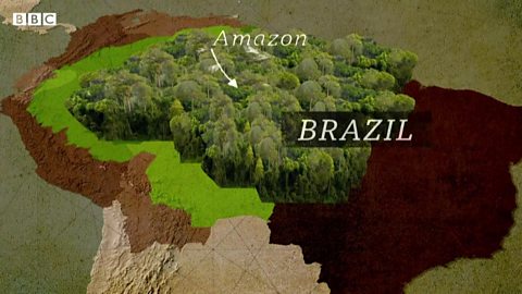 Amazon Rainforest: Deforestation Rate Halved In 2023 - CBBC Newsround