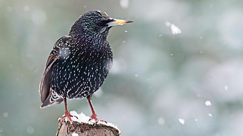 Big School’s Winterwatch: Your bird questions answered