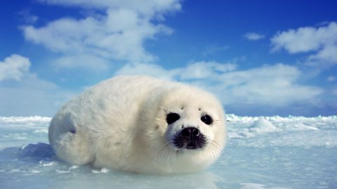 Harp seal pup in Nova Scotia