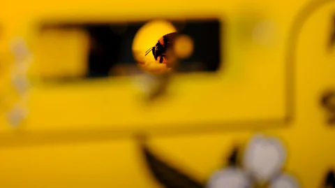 Alamy Domesticated bumblebees are bred in large numbers to pollinate the world's crops, but there are growing concerns the trade is harming their wild counterparts (Credit: Alamy)