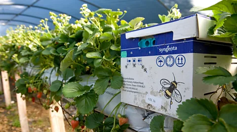 Alamy Domesticated bumblebees are sometimes raised in laboratories (Credit: Alamy)