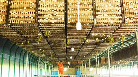 Getty Images Domesticated silk moths produce larger, whiter cocoons than their wild ancestors (Credit: Getty Images)