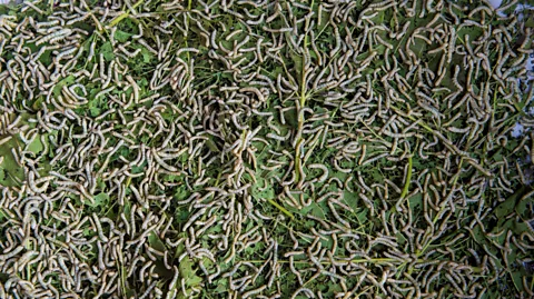 Getty Images Scientists are developing a futuristic new generation of silkworms that can produce metallic silk or the super-strong kind from spiders (Credit: Getty Images)