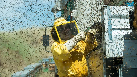 Getty Images Vast crop monocultures require staggering quantities of pollinators – so it's routine to take millions of honey bees on tour, packed into trucks (Credit: Getty Images)