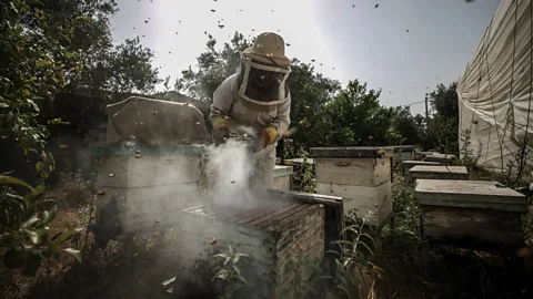 Getty Images Domesticated honey bees are intensively managed, with their human keepers controlling their location, diet, health – and increasingly, their reproduction (Credit: Getty Images)
