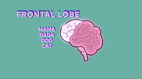 A diagram of a brain labelled 'frontal lobe' and featuring a number of common first words around the edge.